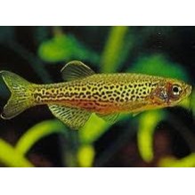 Leopard Danios - Danio Rerio var Frankei