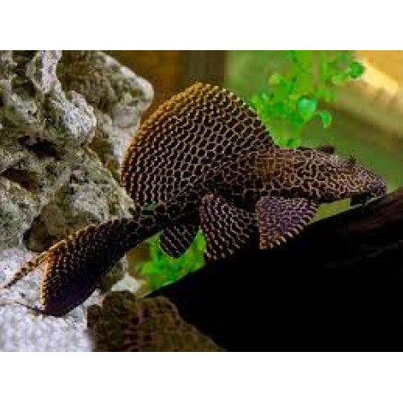 Gibbicep Plec 2" to 3"