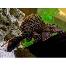Gibbicep Plec 2" to 3"