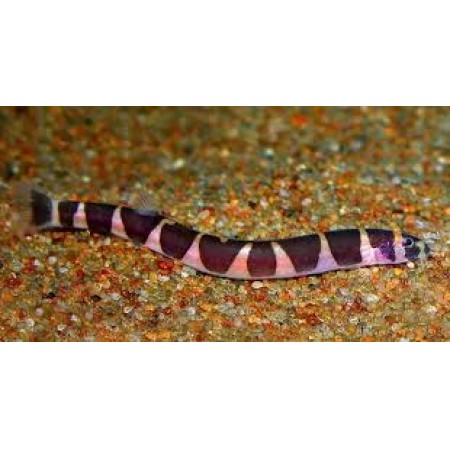 Khuli Loach