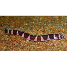 Sharks and Loaches