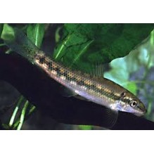Chinese Algae eater