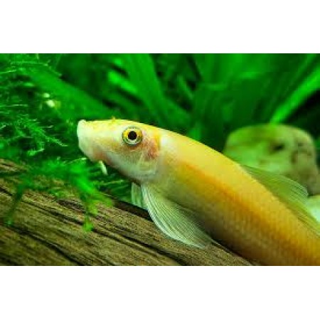 Albino Chinese algae eater -Gyrinocheilus aymonieri