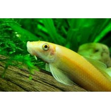 Albino Chinese algae eater -Gyrinocheilus aymonieri