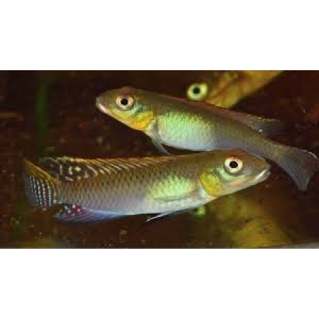 Nanochromis Parilus