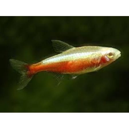 Cardinal Gold Tetra - Paracheirodon axelrodi
