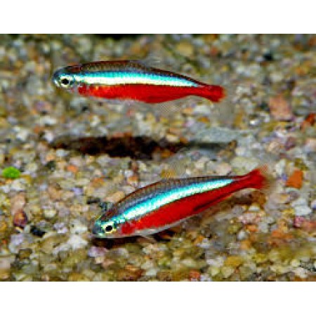 Cardinal Tetra - Paracheirodon Axelrodi