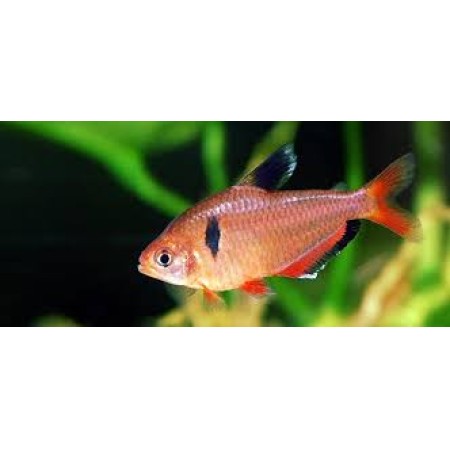 Serpae Tetra - Hyphessobrycon Eques