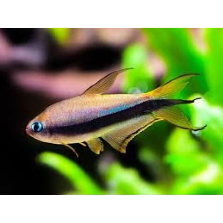Emperor Tetra
