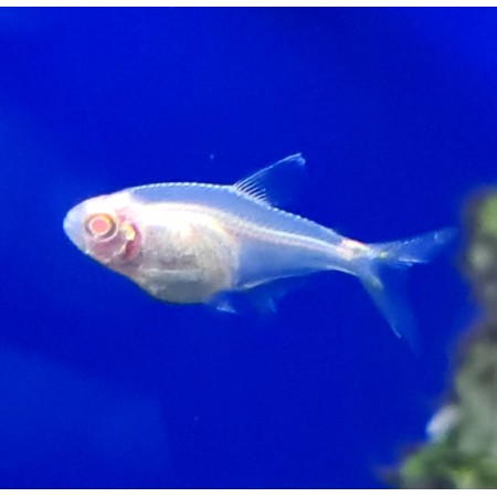 Beacon Albino