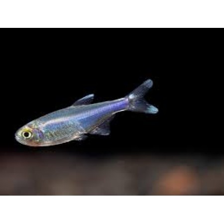 Blue Cobalt Tetras