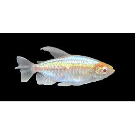 Congo Albino