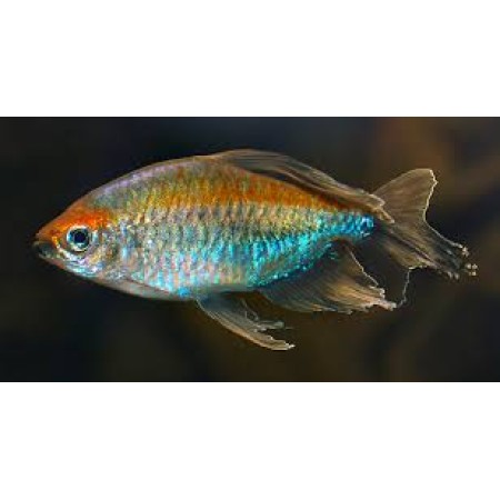 Congo Tetra