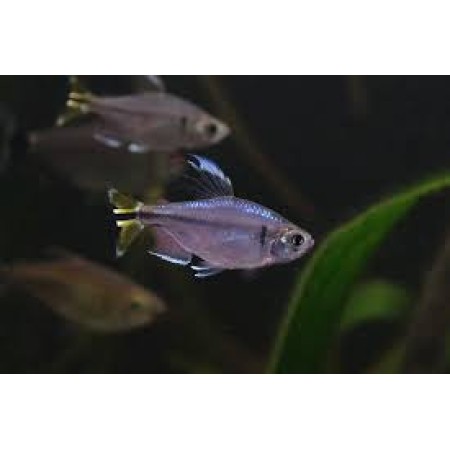 Congo Yellowtail