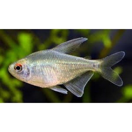 Diamond Tetra