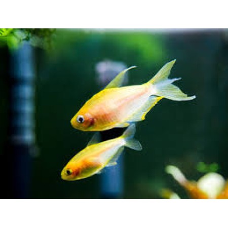 Emperor Albino
