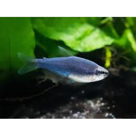 Emperor kerri blue