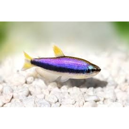Emperor Purple