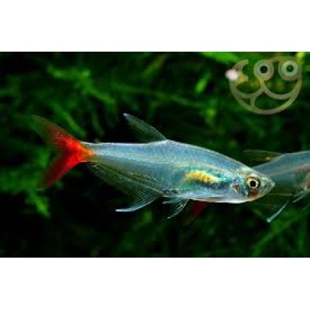Glass Bloodfin
