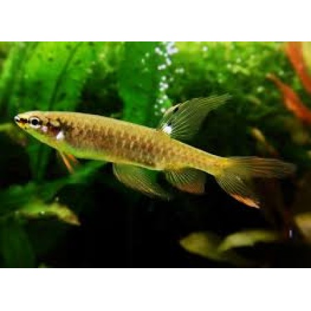 Splash Tetra