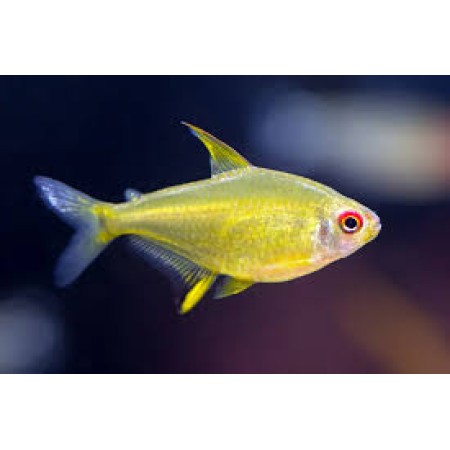 Lemon Tetra