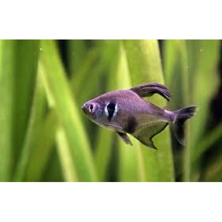 Phantom Black -Hyphessobrycon