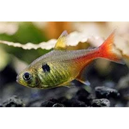 Phantom Yellow - Hyphessobrycon