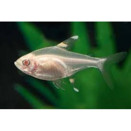 Pristella Albino
