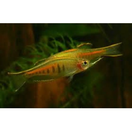 Danio Glolight - Danio Choprai