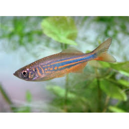 Danio Giant -  Devario Aequipinnatus 2 inch