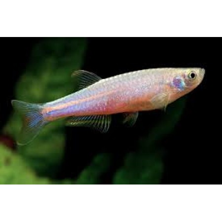 Danio Pearl