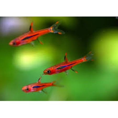 Rasbora Chilli