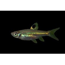 Rasbora Emerald eye