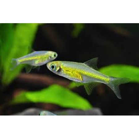 Rasbora Green Kubotai
