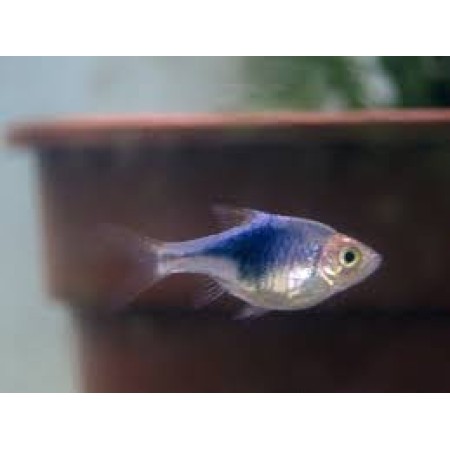 Rasbora Harlequin Purple