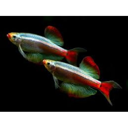 White cloud longfin mountain minnow x4