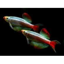 White cloud longfin mountain minnow x4