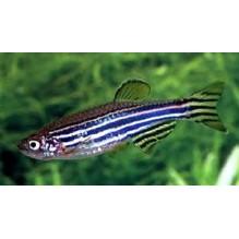Danio Zebra