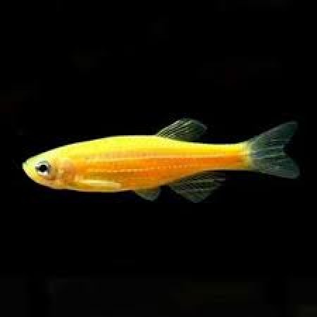 Danio Zebra Gold