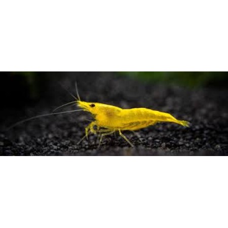 Shrimp Neocaridina davidi Cherry Yellow