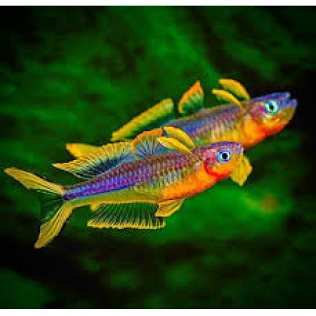 Popondetta Furcata
