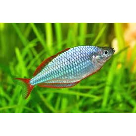 Praecox - Melanotaenia Praecox