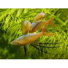 Threadfin