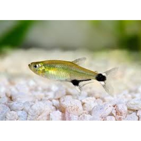Paraguay Tetra - Aphyocharax paraguayensis