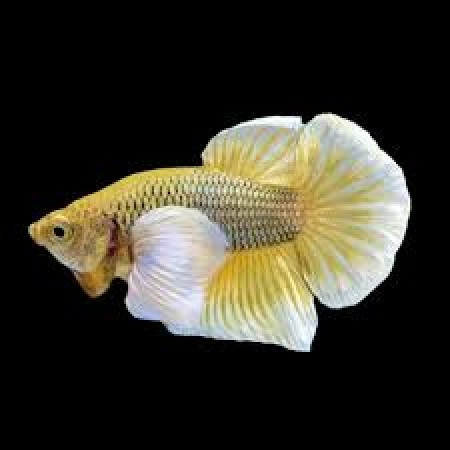 Asstd Female Dumbo Betta