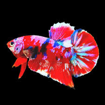 Koi Female Betta