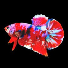 Koi Female Betta