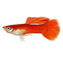 Male Guppy Red Blonde