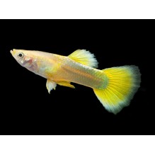 Male  Metallic Yellow Guppy