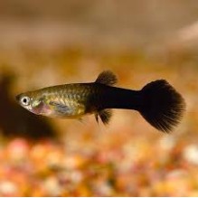 Guppy Female Black  (Poecilia Reticulata)